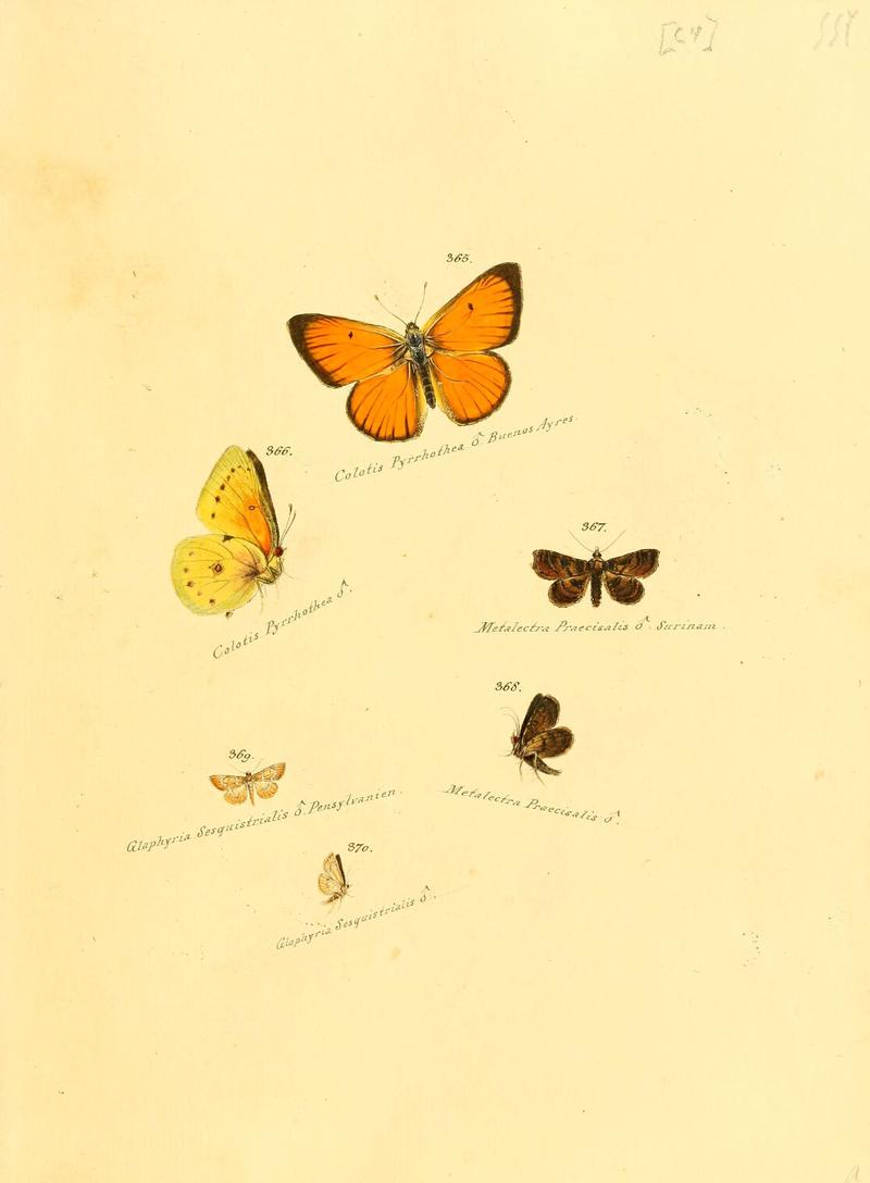 Zuträge zur Sammlung exotischer Schmettlinge (sic) (Plate 64) (6106438172)