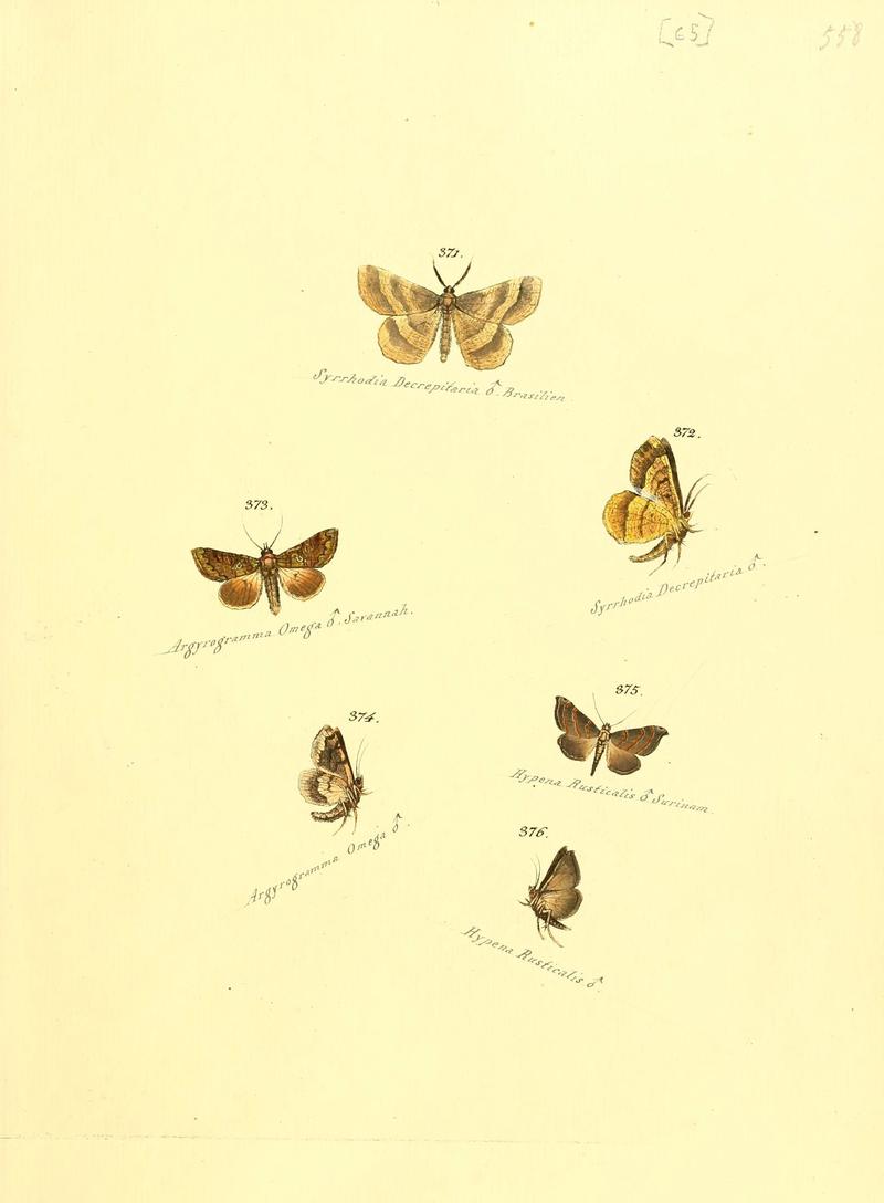 Zuträge zur Sammlung exotischer Schmettlinge (sic) (Plate 65) (6105893239)