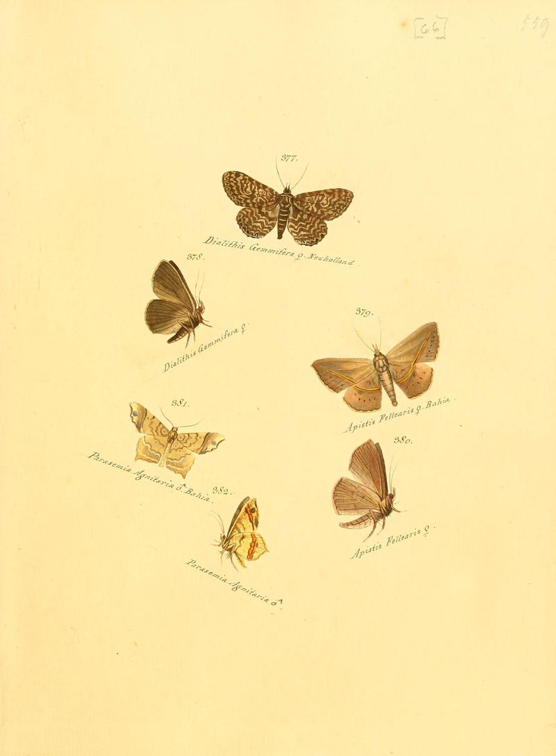 Zuträge zur Sammlung exotischer Schmettlinge (sic) (Plate 66) (6105893435)