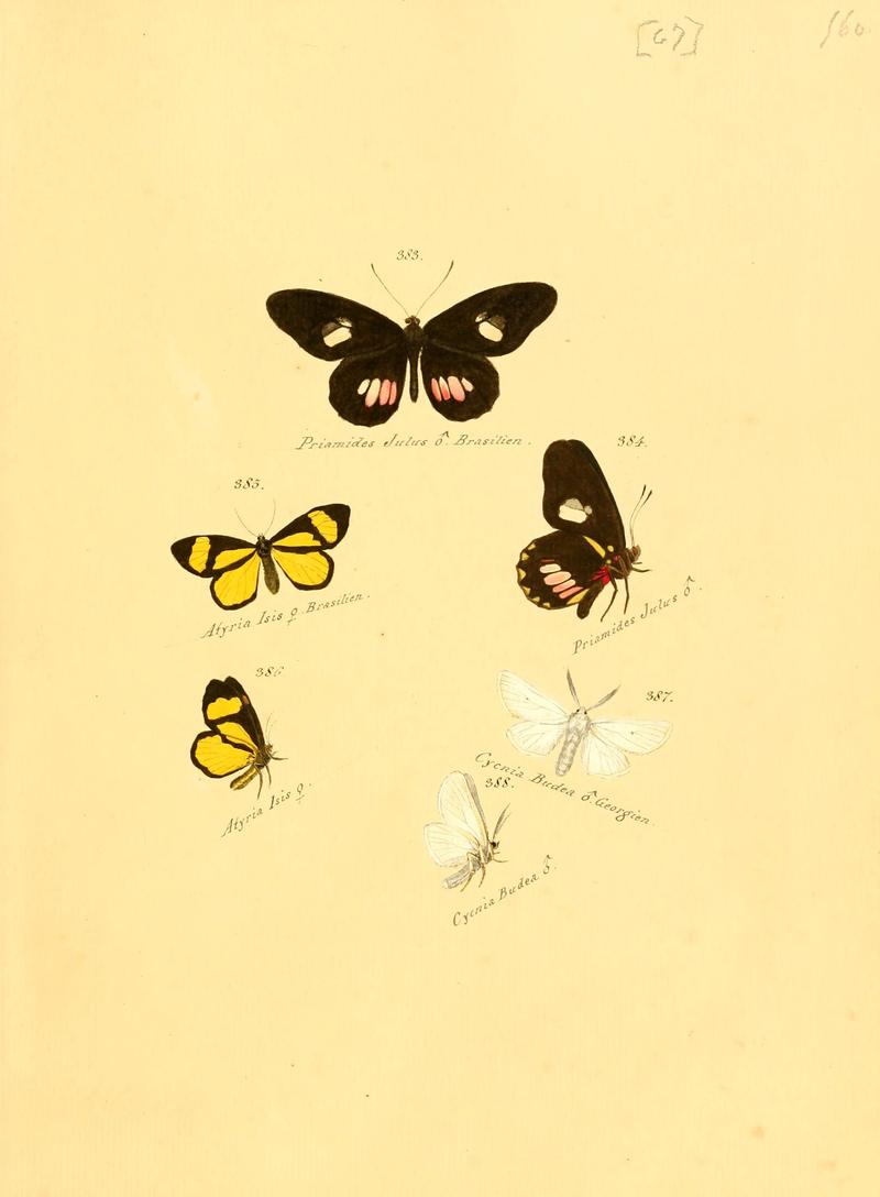 Zuträge zur Sammlung exotischer Schmettlinge (sic) (Plate 67) (6105893707)