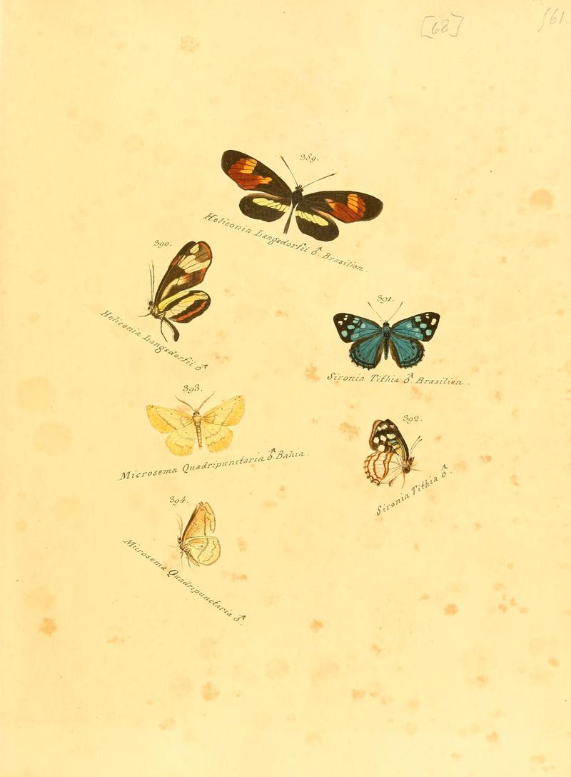 Zuträge zur Sammlung exotischer Schmettlinge (sic) (Plate 68) (6105893933)