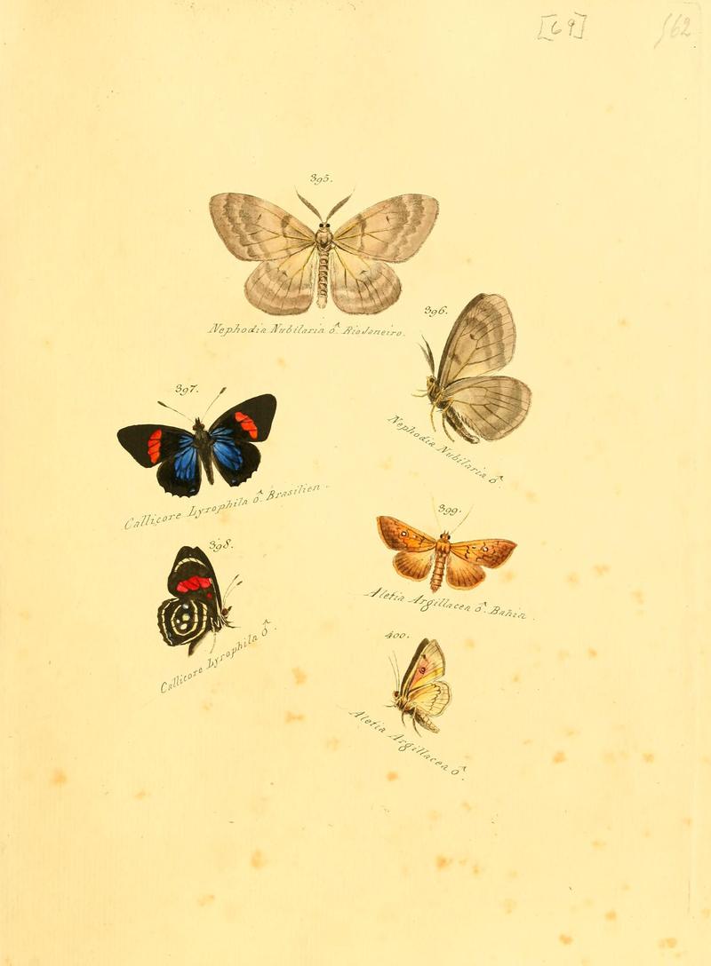 Zuträge zur Sammlung exotischer Schmettlinge (sic) (Plate 69) (6106439422)