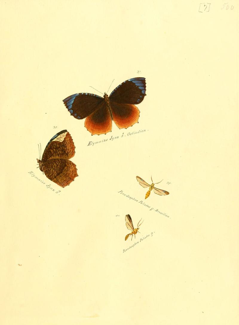 Zuträge zur Sammlung exotischer Schmettlinge (sic) (Plate 7) (6106324822)