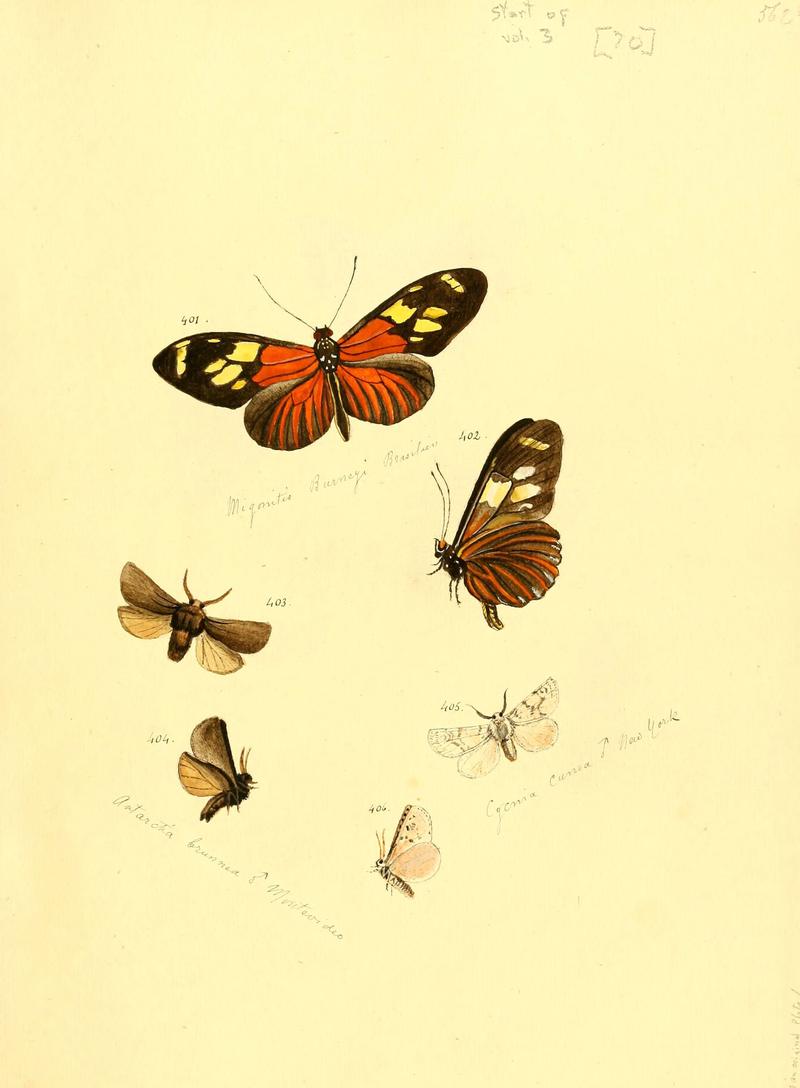 Zuträge zur Sammlung exotischer Schmettlinge (sic) (Plate 70) (6106439728)