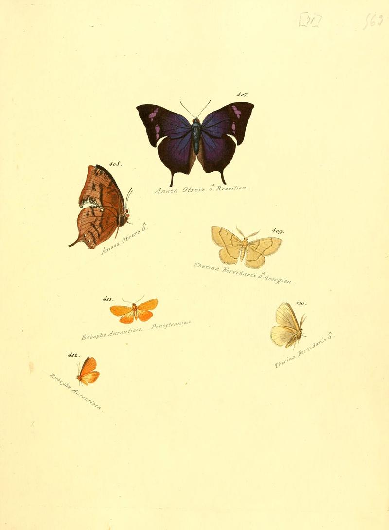 Zuträge zur Sammlung exotischer Schmettlinge (sic) (Plate 71) (6105894609)
