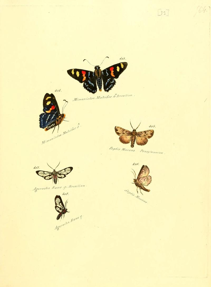 Zuträge zur Sammlung exotischer Schmettlinge (sic) (Plate 72) (6106440110)