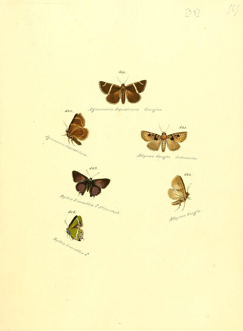 Zuträge zur Sammlung exotischer Schmettlinge (sic) (Plate 73) (6106440440)