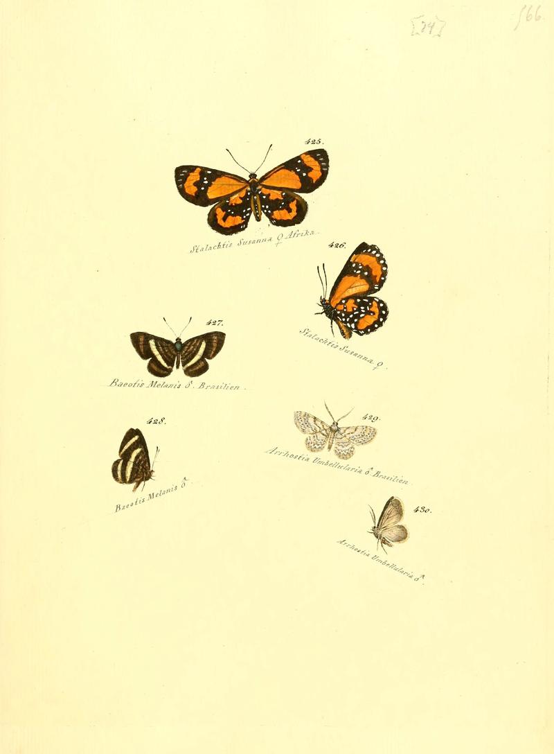 Zuträge zur Sammlung exotischer Schmettlinge (sic) (Plate 74) (6105895429)
