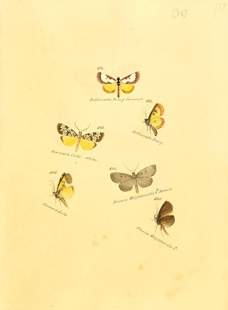 Zuträge zur Sammlung exotischer Schmettlinge (sic) (Plate 75) (6105895739)