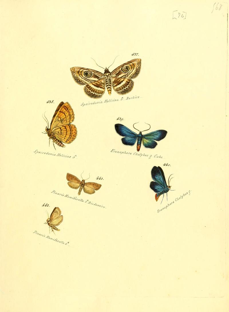 Zuträge zur Sammlung exotischer Schmettlinge (sic) (Plate 76) (6106441406)