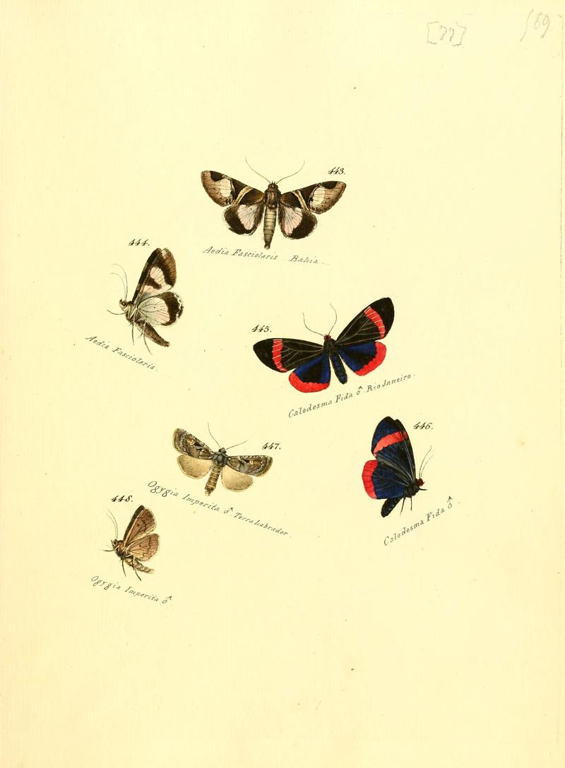 Zuträge zur Sammlung exotischer Schmettlinge (sic) (Plate 77) (6106441720)
