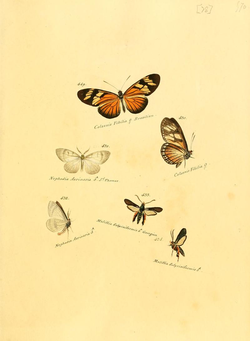 Zuträge zur Sammlung exotischer Schmettlinge (sic) (Plate 78) (6106442032)