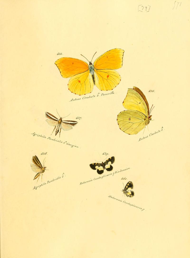 Zuträge zur Sammlung exotischer Schmettlinge (sic) (Plate 79) (6106442362)