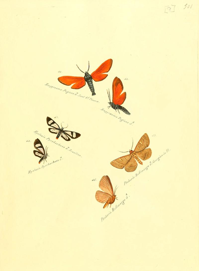 Zuträge zur Sammlung exotischer Schmettlinge (sic) (Plate 8) (6106325004)