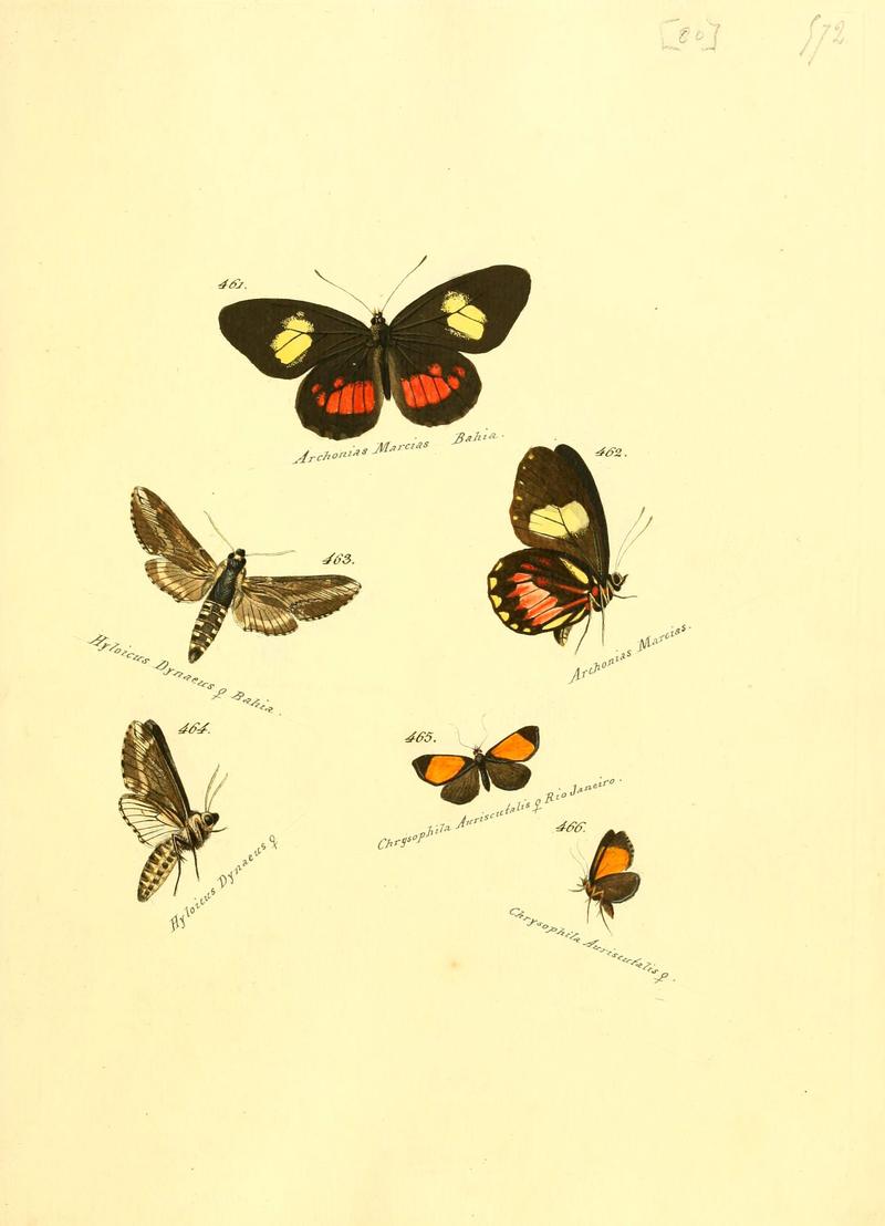 Zuträge zur Sammlung exotischer Schmettlinge (sic) (Plate 80) (6106442646)