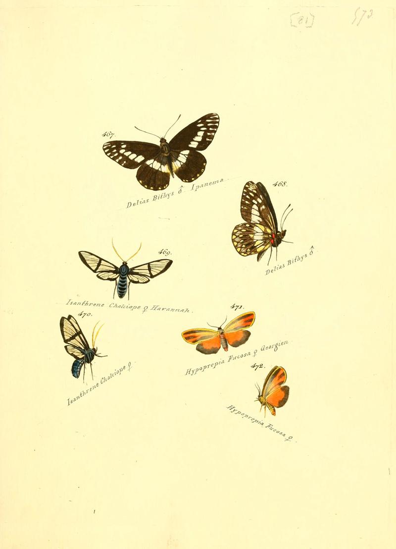 Zuträge zur Sammlung exotischer Schmettlinge (sic) (Plate 81) (6106442878)