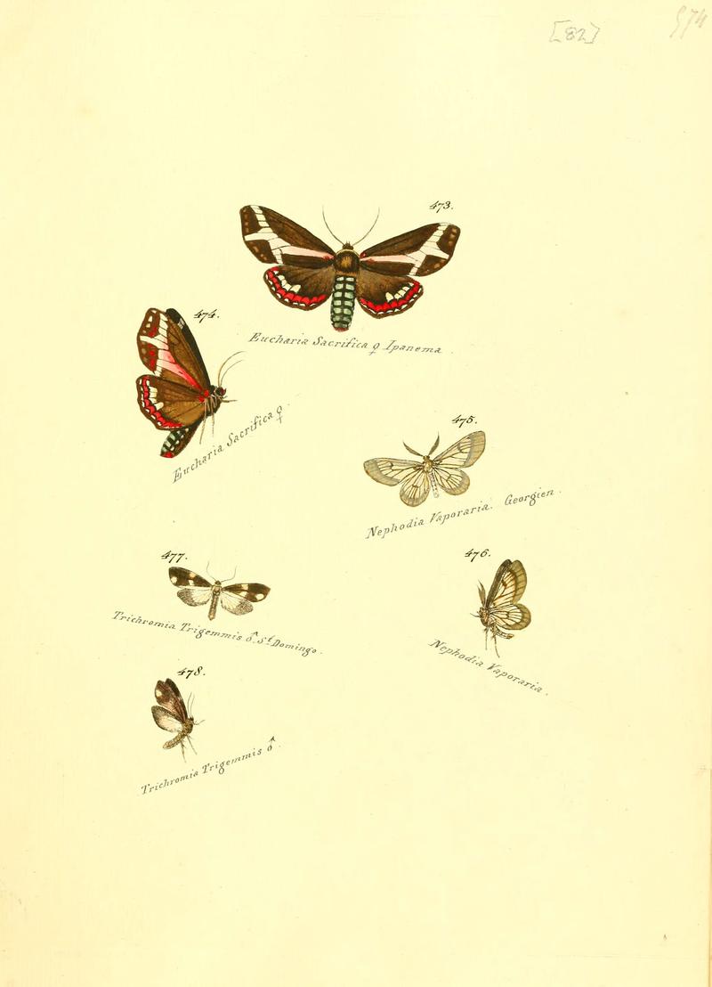 Zuträge zur Sammlung exotischer Schmettlinge (sic) (Plate 82) (6106443094)