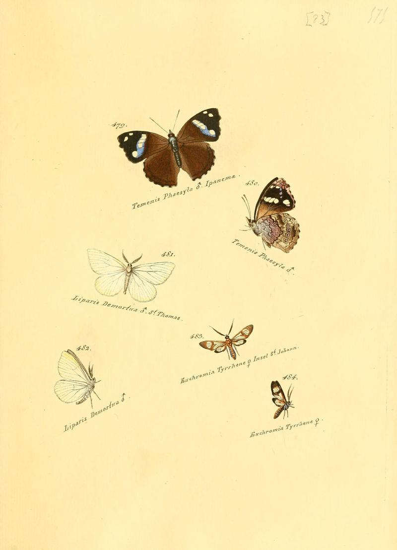 Zuträge zur Sammlung exotischer Schmettlinge (sic) (Plate 83) (6105897931)