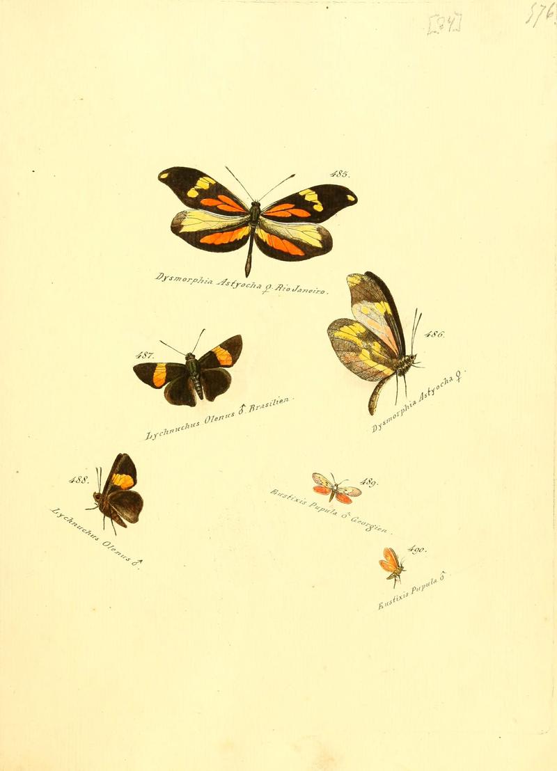 Zuträge zur Sammlung exotischer Schmettlinge (sic) (Plate 84) (6105898233)
