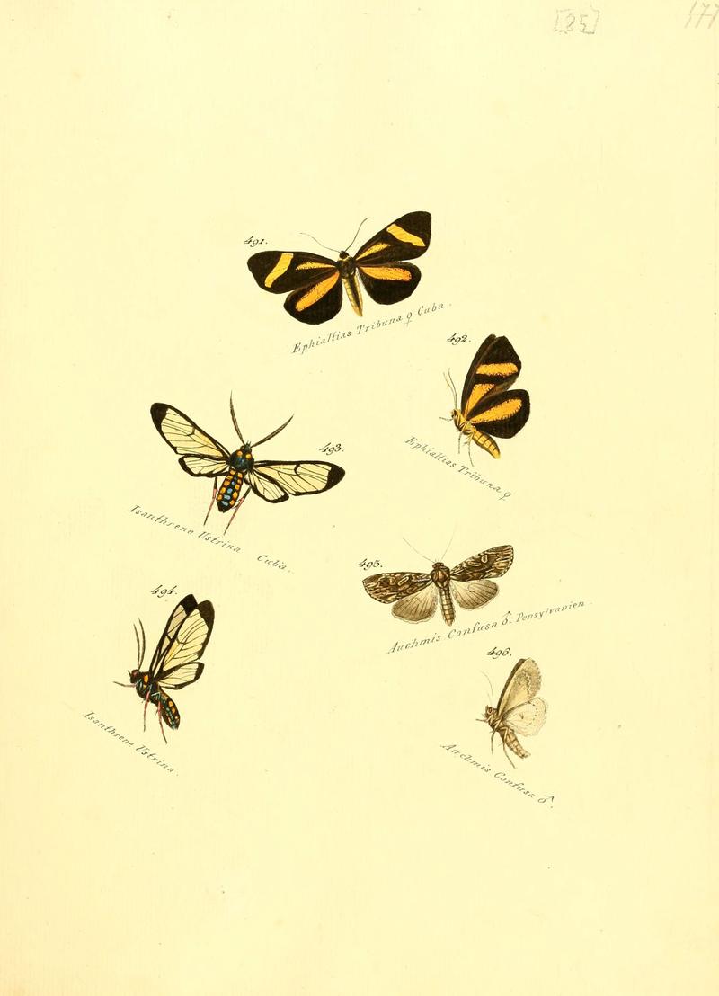 Zuträge zur Sammlung exotischer Schmettlinge (sic) (Plate 85) (6106443950)