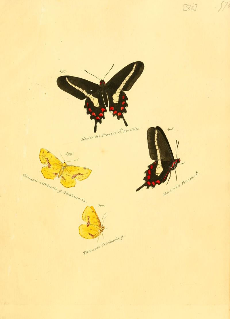 Zuträge zur Sammlung exotischer Schmettlinge (sic) (Plate 86) (6105898743)