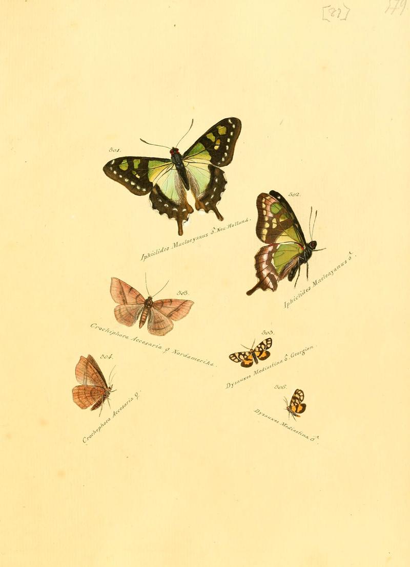 Zuträge zur Sammlung exotischer Schmettlinge (sic) (Plate 87) (6106444568)