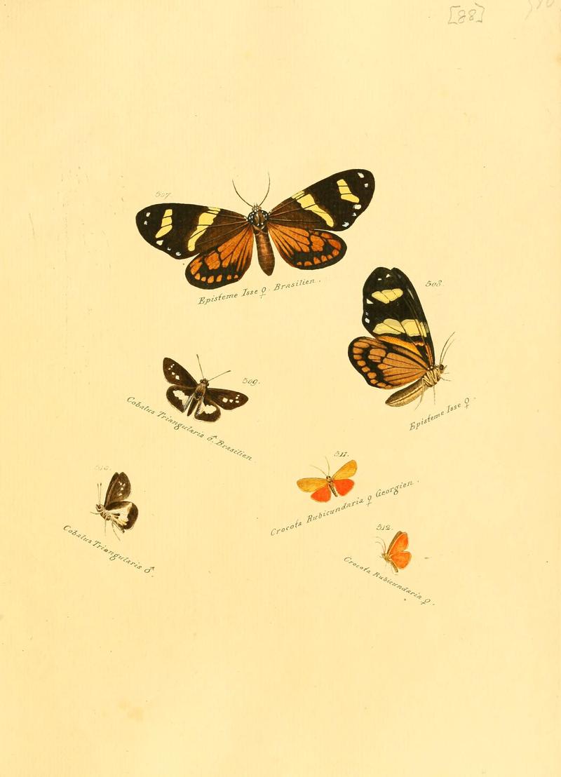 Zuträge zur Sammlung exotischer Schmettlinge (sic) (Plate 88) (6105899363)