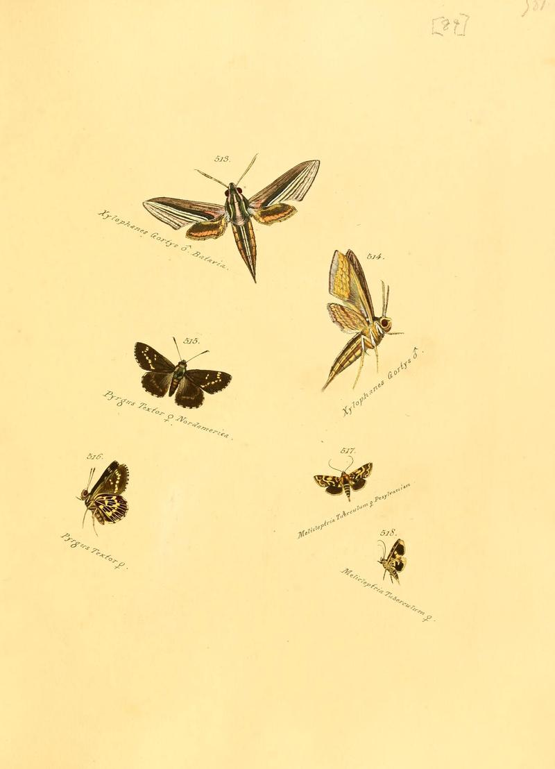 Zuträge zur Sammlung exotischer Schmettlinge (sic) (Plate 89) (6106445328)