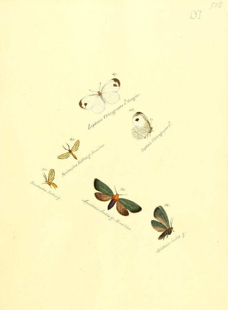 Zuträge zur Sammlung exotischer Schmettlinge (sic) (Plate 9) (6105780795)