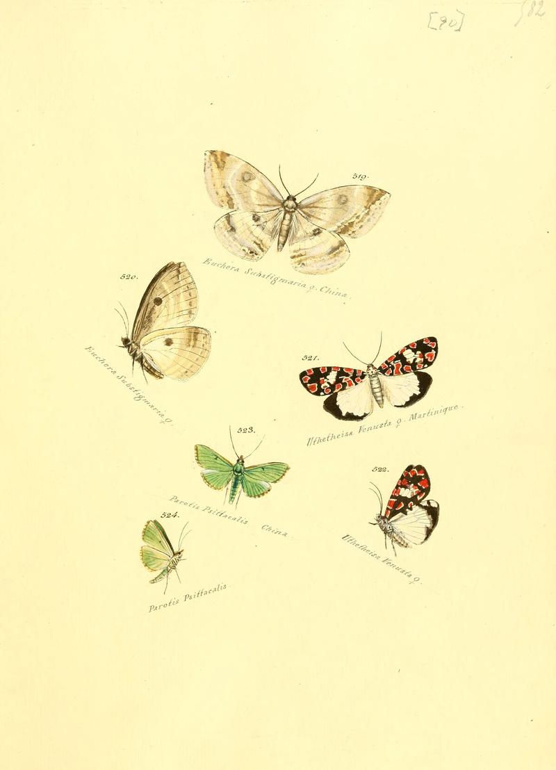 Zuträge zur Sammlung exotischer Schmettlinge (sic) (Plate 90) (6105900009)