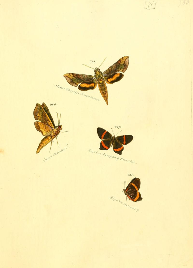 Zuträge zur Sammlung exotischer Schmettlinge (sic) (Plate 91) (6105900521)