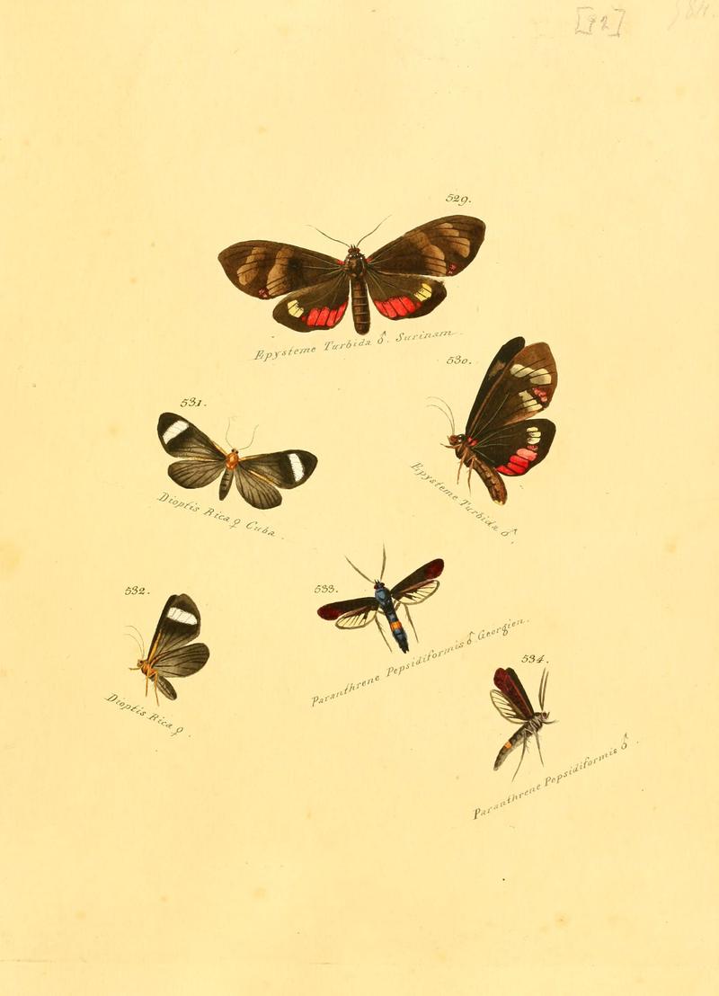 Zuträge zur Sammlung exotischer Schmettlinge (sic) (Plate 92) (6106446282)