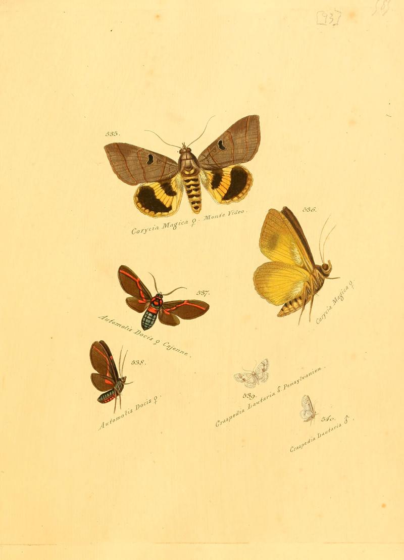 Zuträge zur Sammlung exotischer Schmettlinge (sic) (Plate 93) (6105901007)