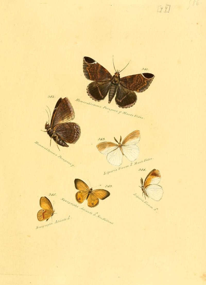Zuträge zur Sammlung exotischer Schmettlinge (sic) (Plate 94) (6105901245)