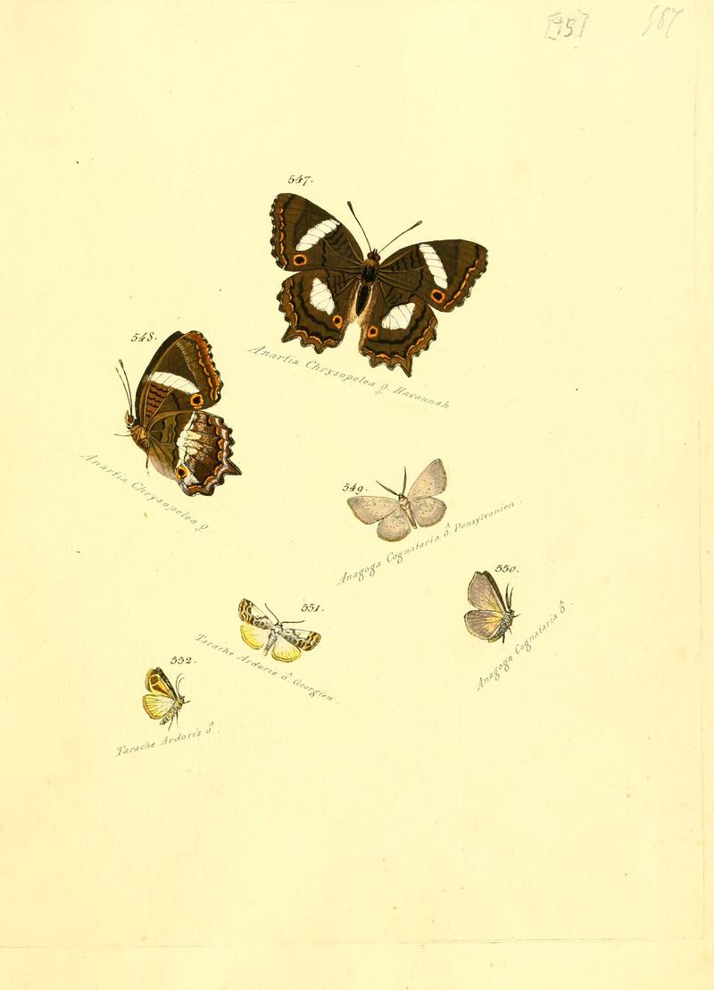 Zuträge zur Sammlung exotischer Schmettlinge (sic) (Plate 95) (6106446940)