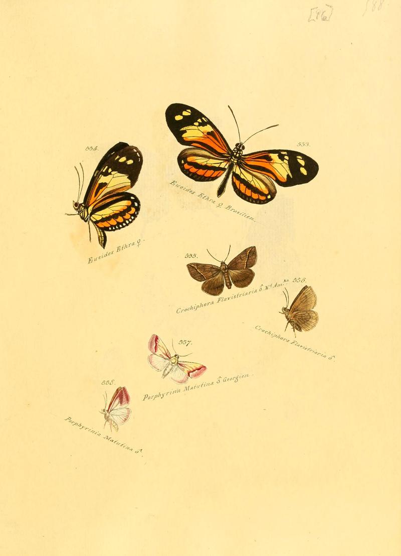 Zuträge zur Sammlung exotischer Schmettlinge (sic) (Plate 96) (6105901679)