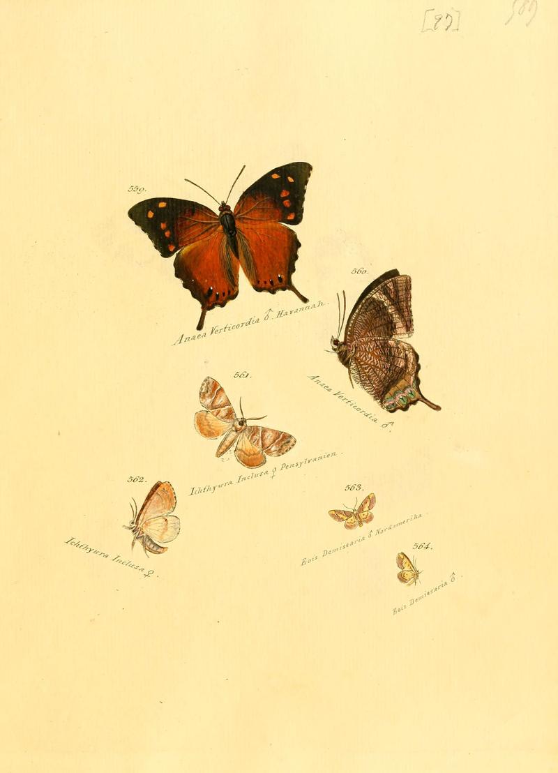 Zuträge zur Sammlung exotischer Schmettlinge (sic) (Plate 97) (6105901871)