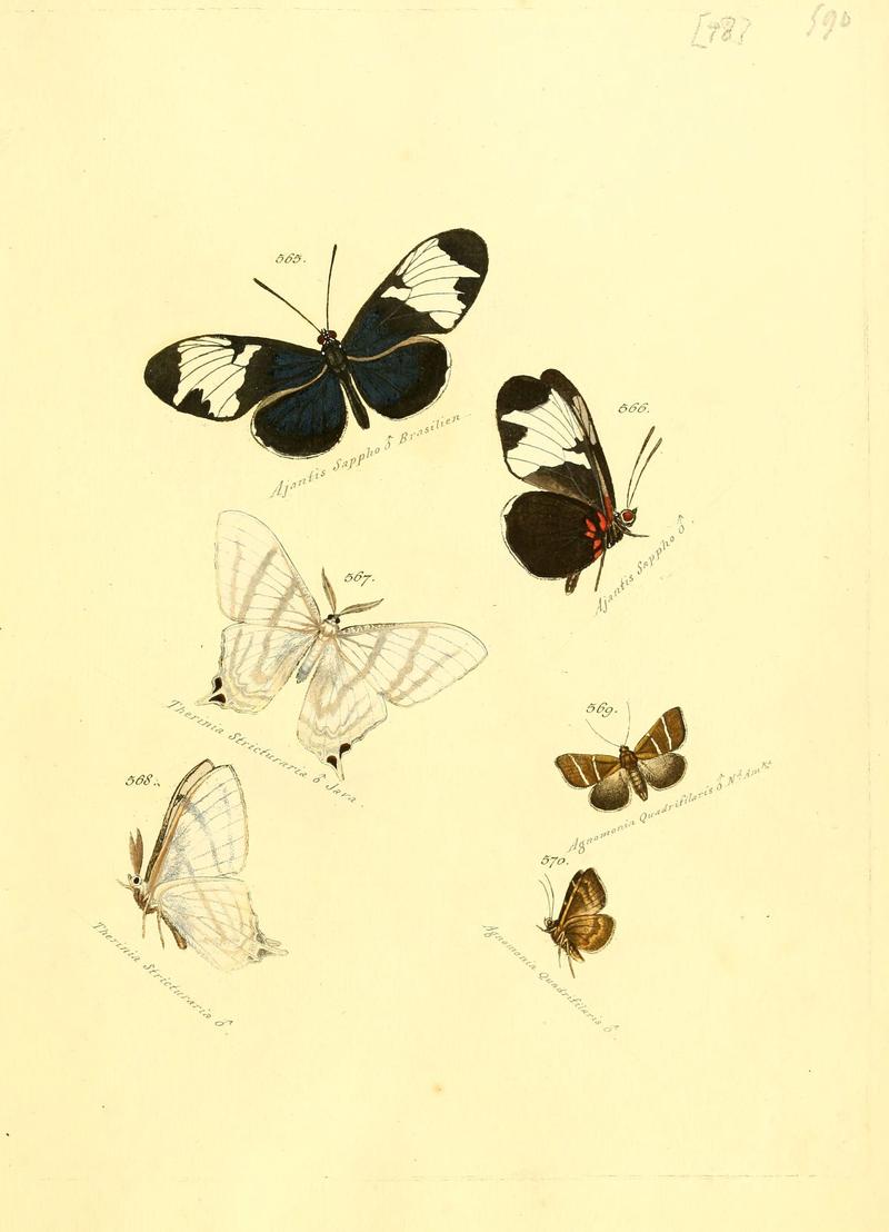 Zuträge zur Sammlung exotischer Schmettlinge (sic) (Plate 98) (6106447618)