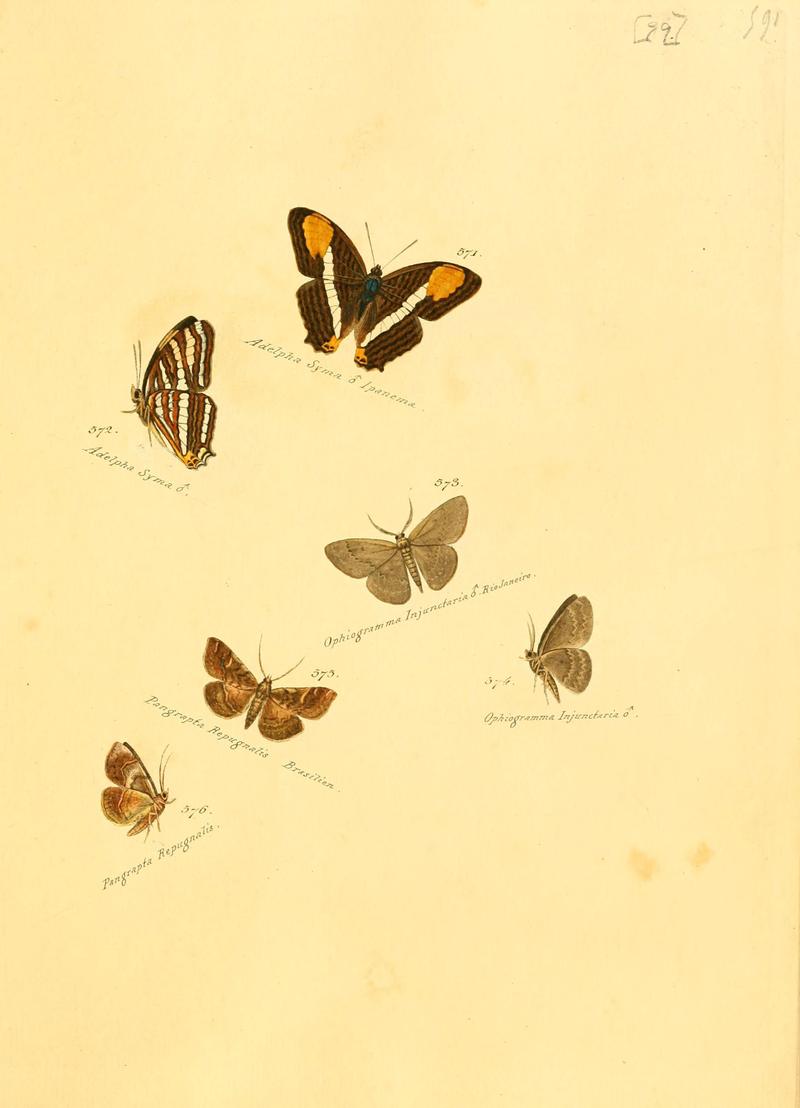 Zuträge zur Sammlung exotischer Schmettlinge (sic) (Plate 99) (6105902511)