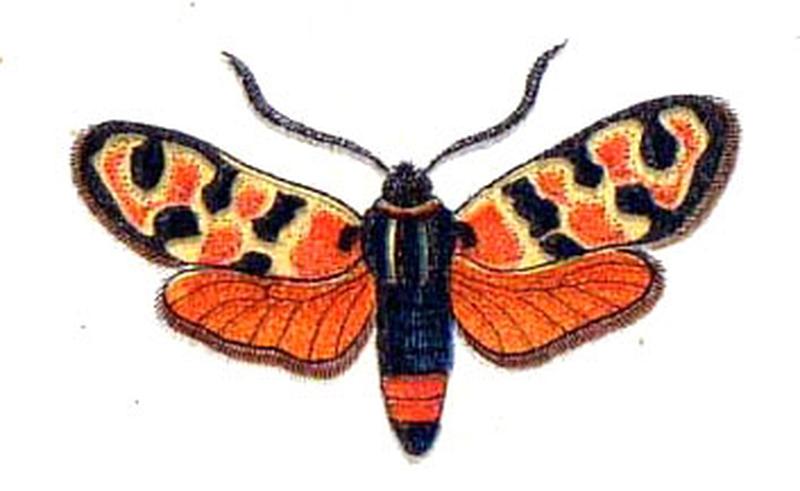 Zygaena.fausta