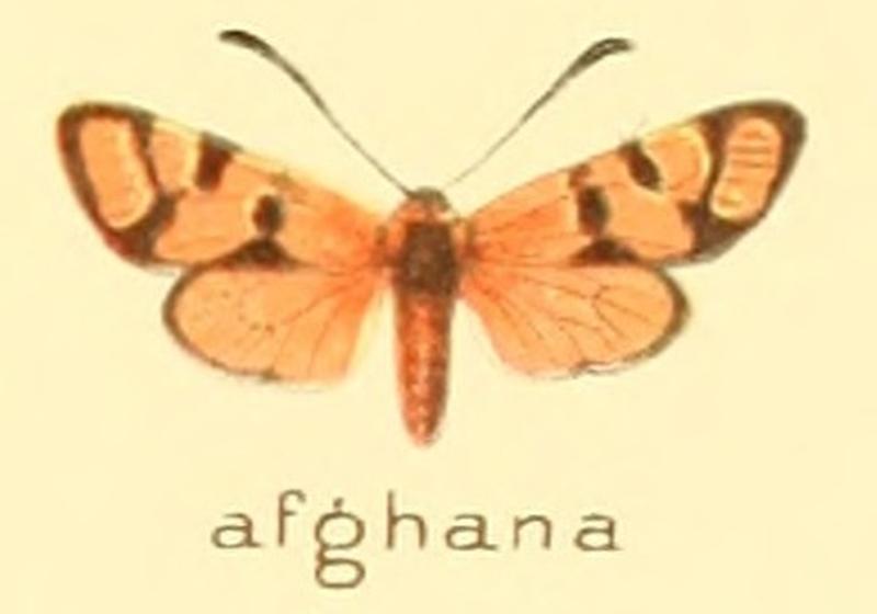 Zygaena afghana