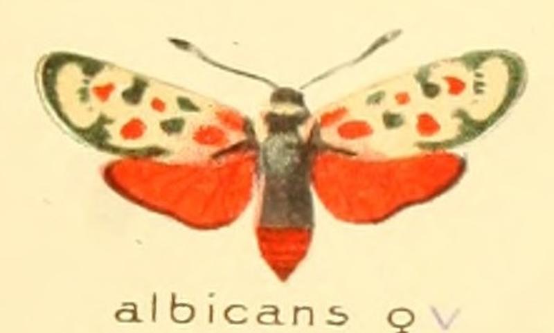 Zygaena albicans f