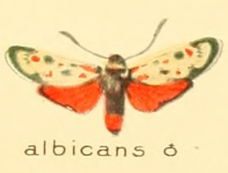 Zygaena albicans m