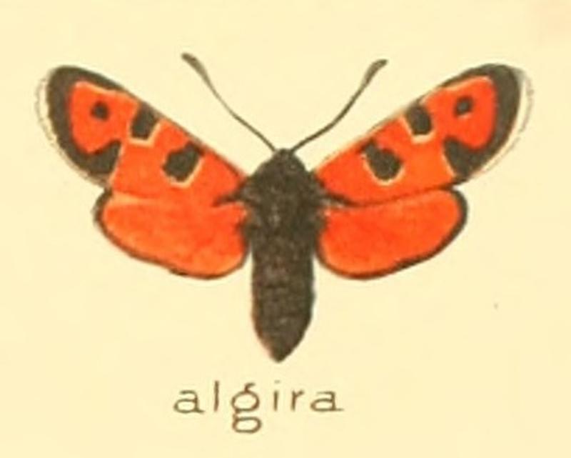 Zygaena algira