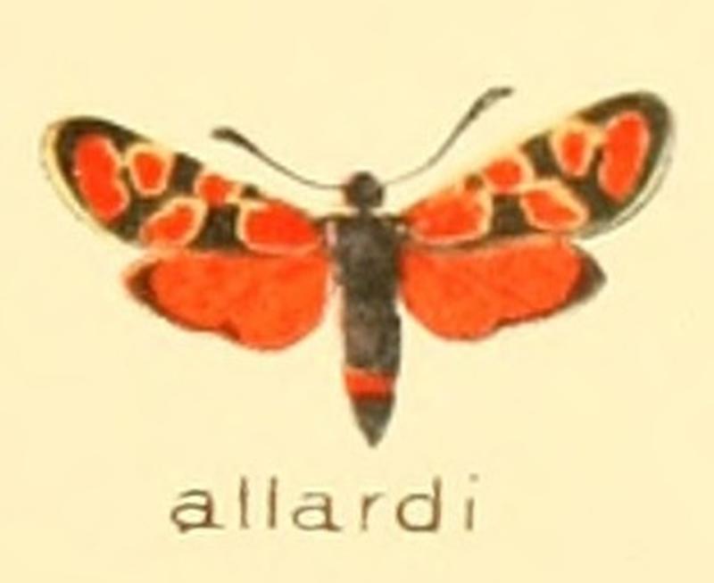 Zygaena allardi