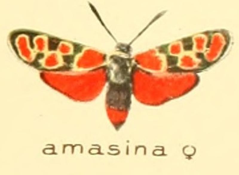 Zygaena amasina f