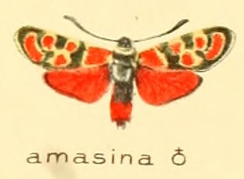 Zygaena amasina m