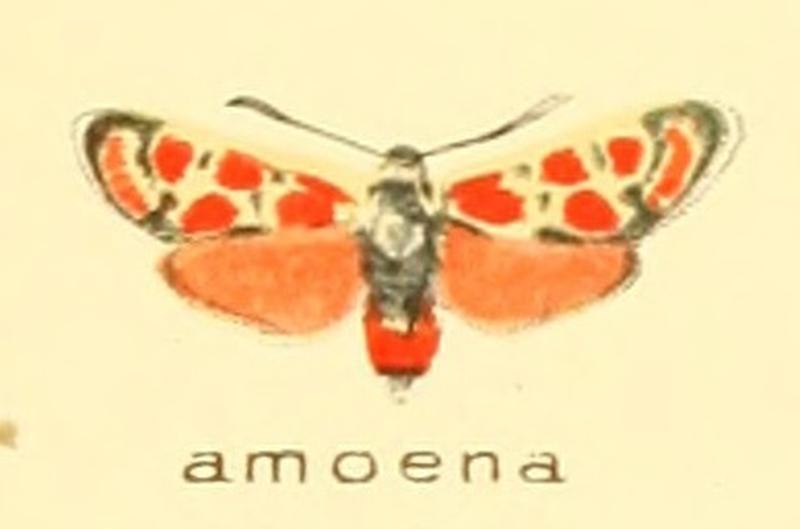 Zygaena amoena