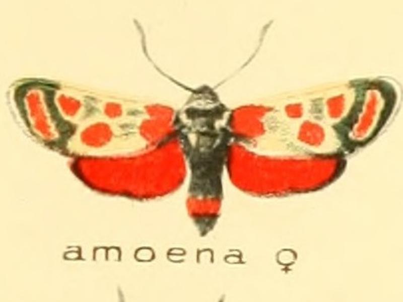 Zygaena amoena f