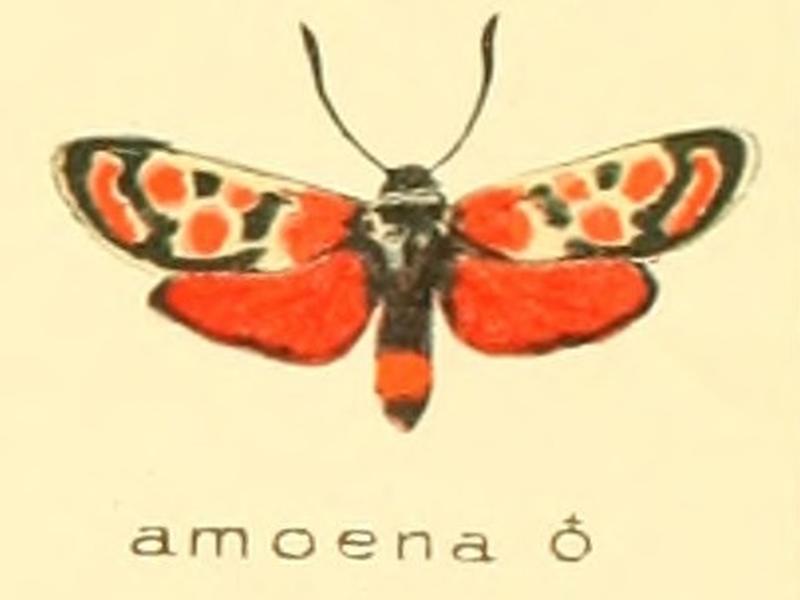 Zygaena amoena m